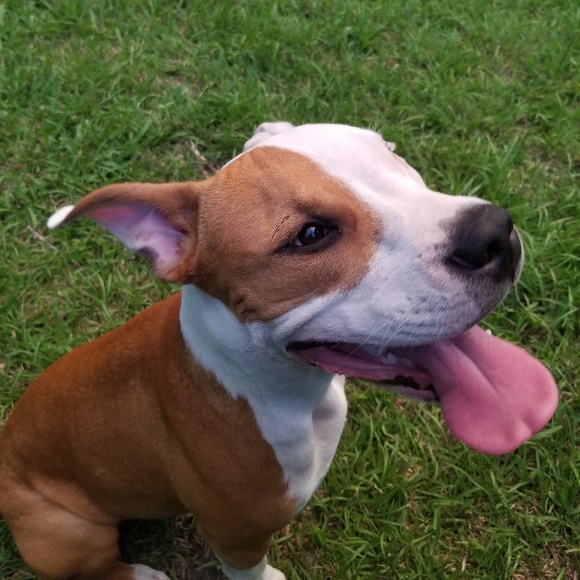 Meet your Posher, Shie - Picture 3 of 6